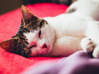 American wirehair